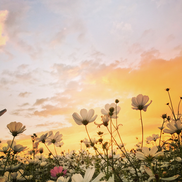 Ostara 2026: Welcoming Spring